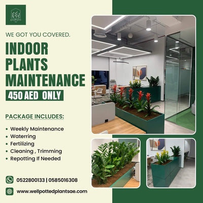 Plant Maintenance(1 month)