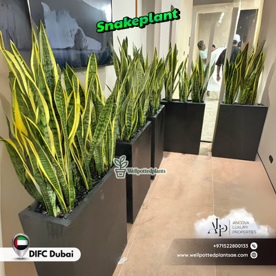 Snakeplant Office Plants in Fiber Long Each