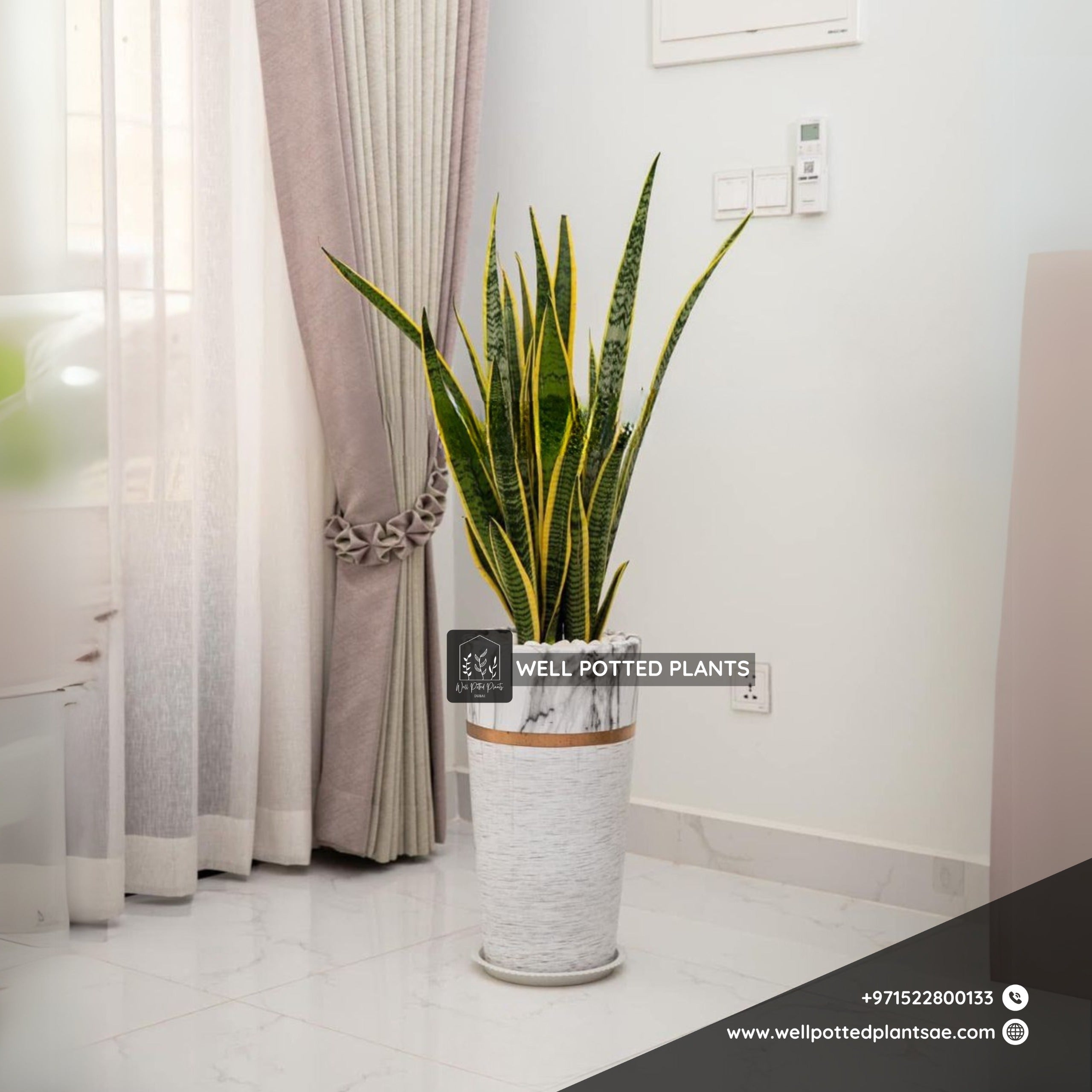 Snakeplant Premium Buy 1 Get 1 Free