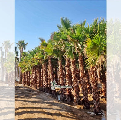 Washingtonia Palm Premium 2m Plants UAE