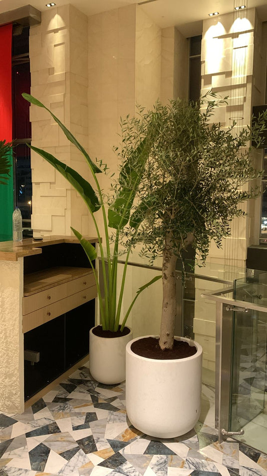 Office Plants Travellers Palm + Olive Bundle in 2.5m to 3m PROMO (SAVE 800DH)