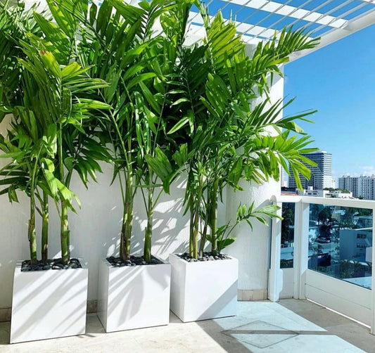 Outdoor Palm 2.5M to 3M Each (3trees in 1 pot)