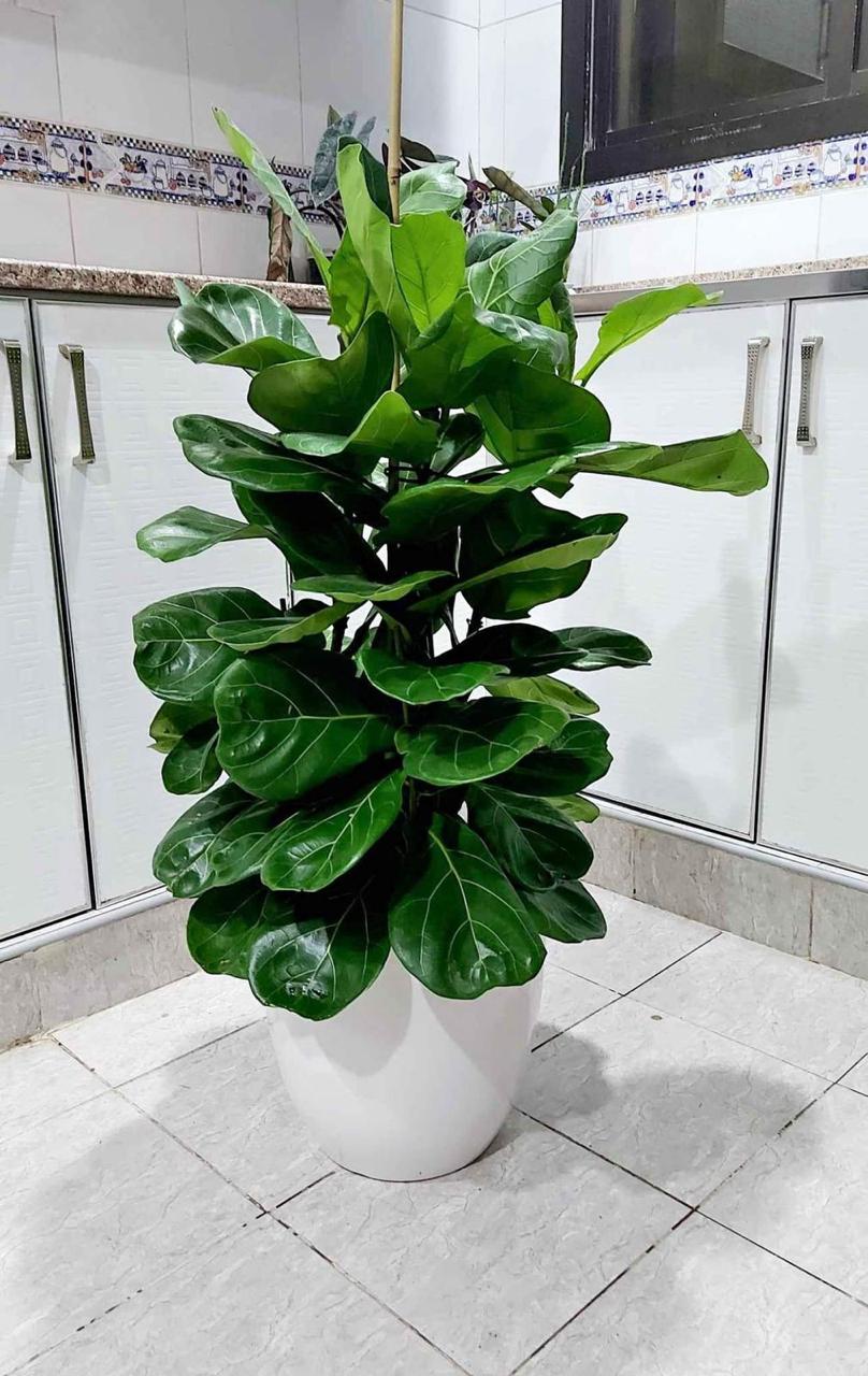 Fiddle in white ceramic  at 130-140cm 199DH