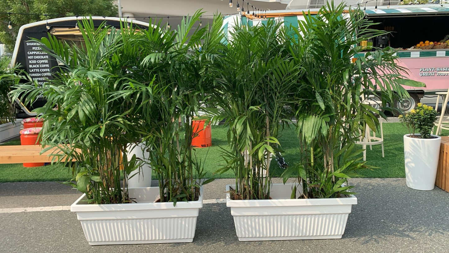 Outdoor 2 Giant Bamboo Palm In Rectangle Pot Each PROMO Privacy Plant