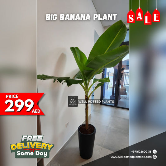 Banana Tree PROMO
