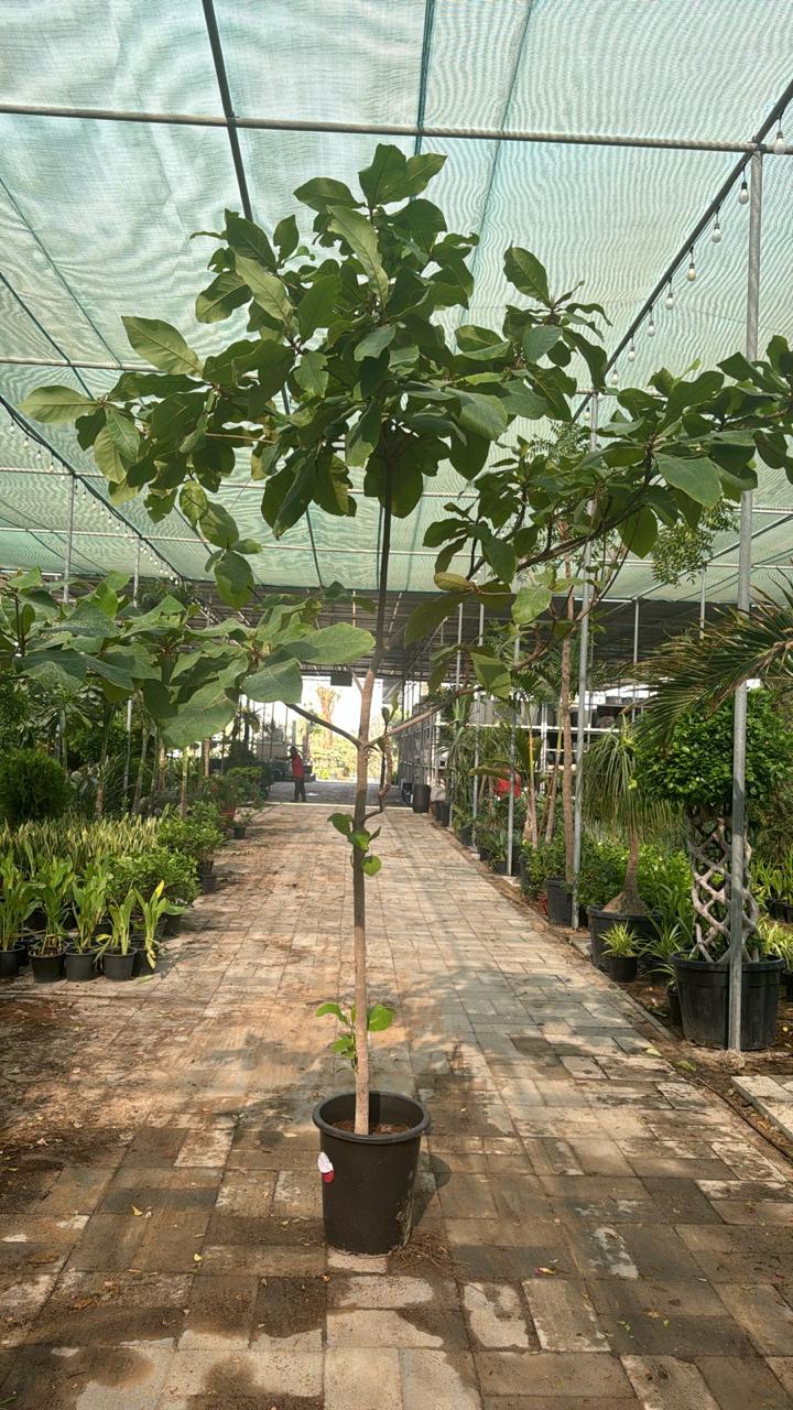 Fruit Tree Mulberry Big