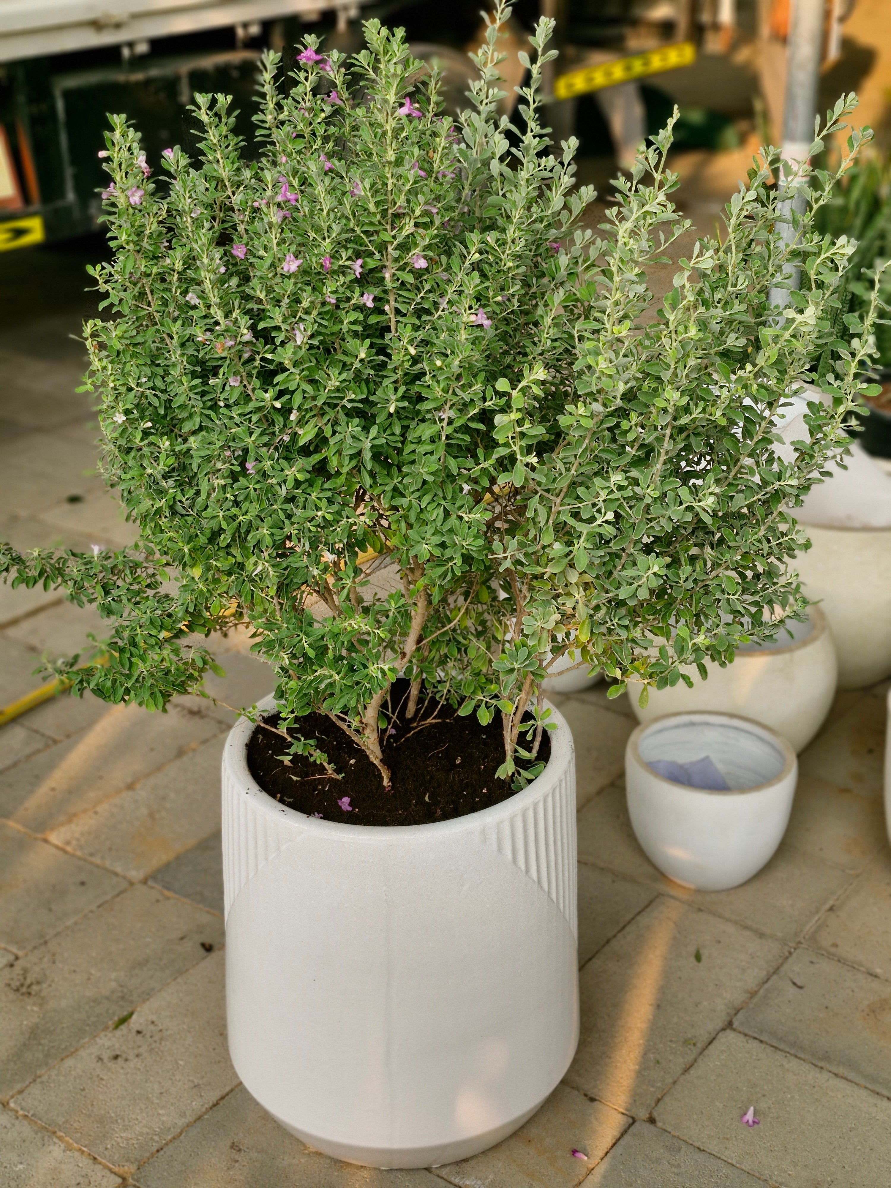 Lavender Lights Large (Leucophyllum)