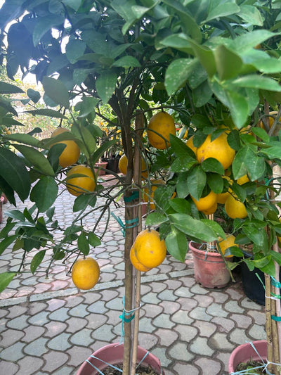 Lemon yellow in Nursery Pot Big