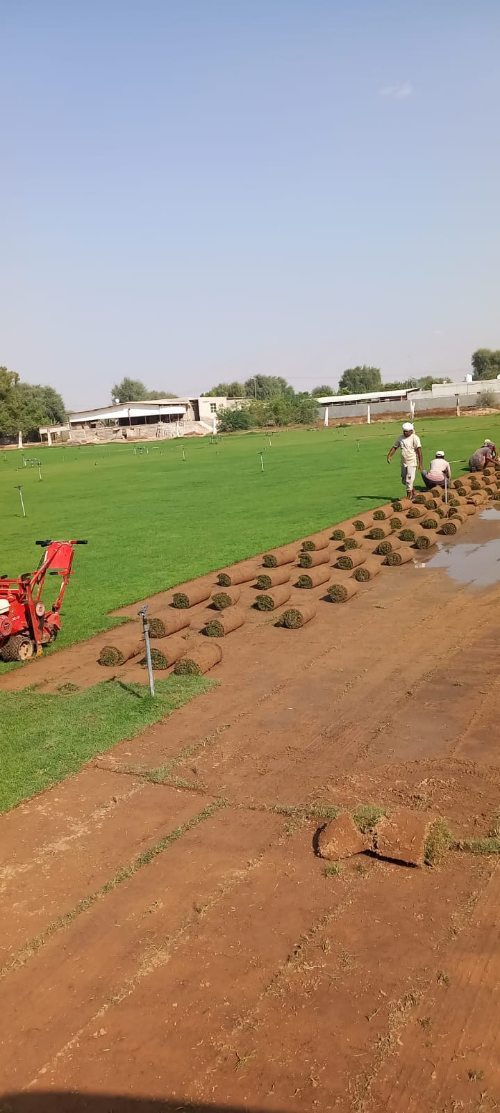 Natural Grass Premium with Professional Installation Per sqm