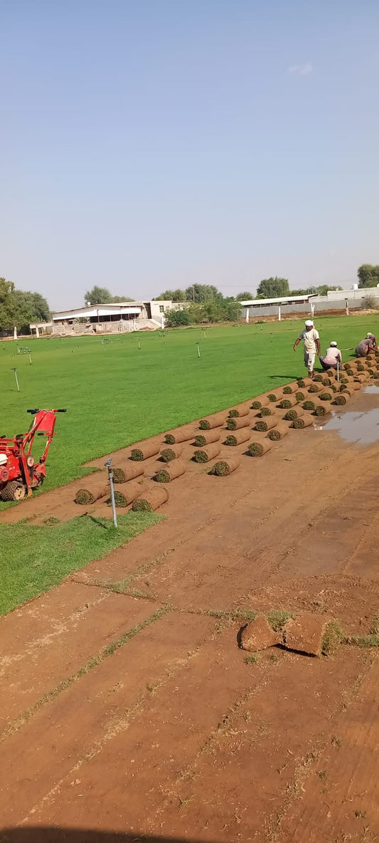 Natural Grass Premium with Professional Installation Per sqm
