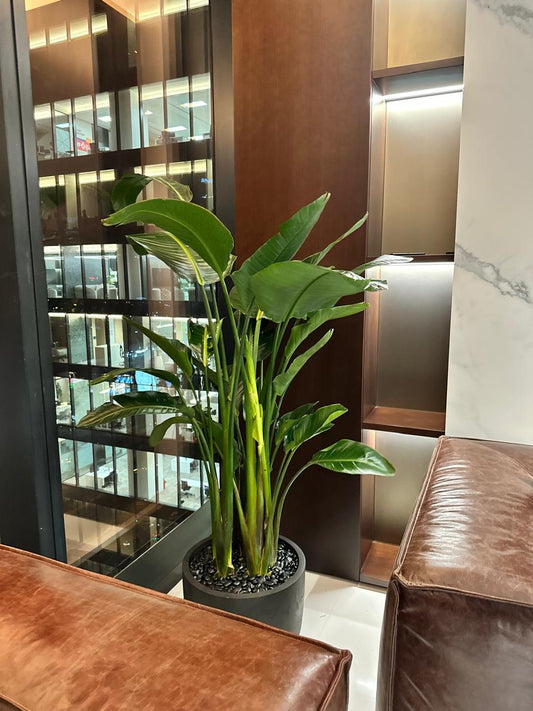 Office Plant Birds of Paradise Premium in Fiber