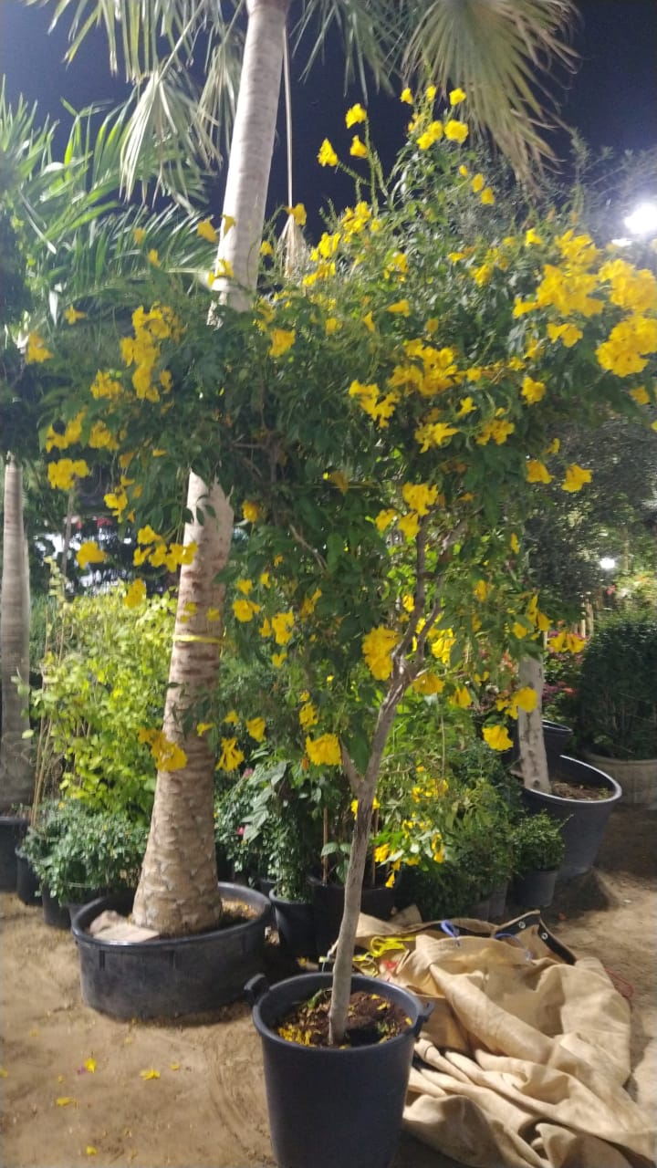 Outdoor Flower Tecoma Tree Xlarge 2m-2.5m Plants UAE