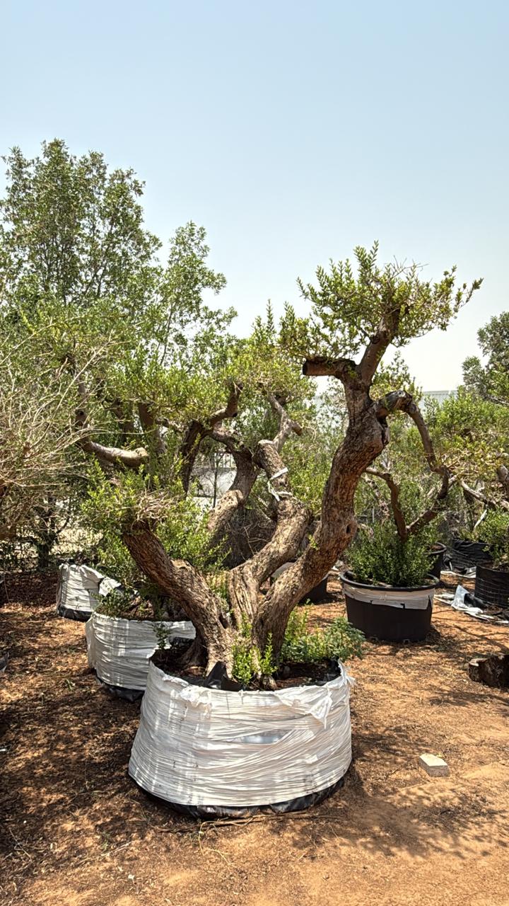 Olive Tree Multiple Head Extra Large