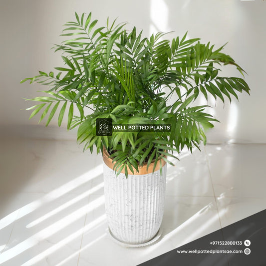 Parlour Palm