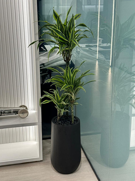 AA Office Plant Dracaena Lemon Lime