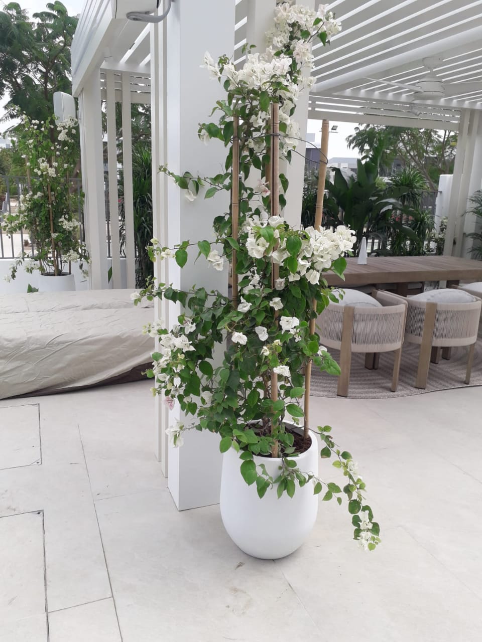 Bougainvillea XL White in Fiber Pot