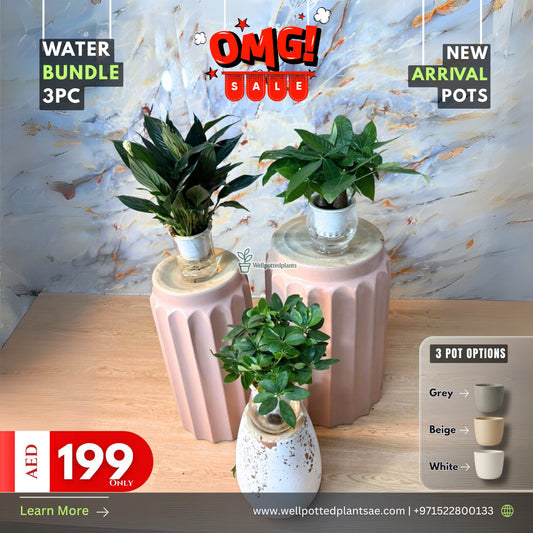 Water Plants Bundle NEW
