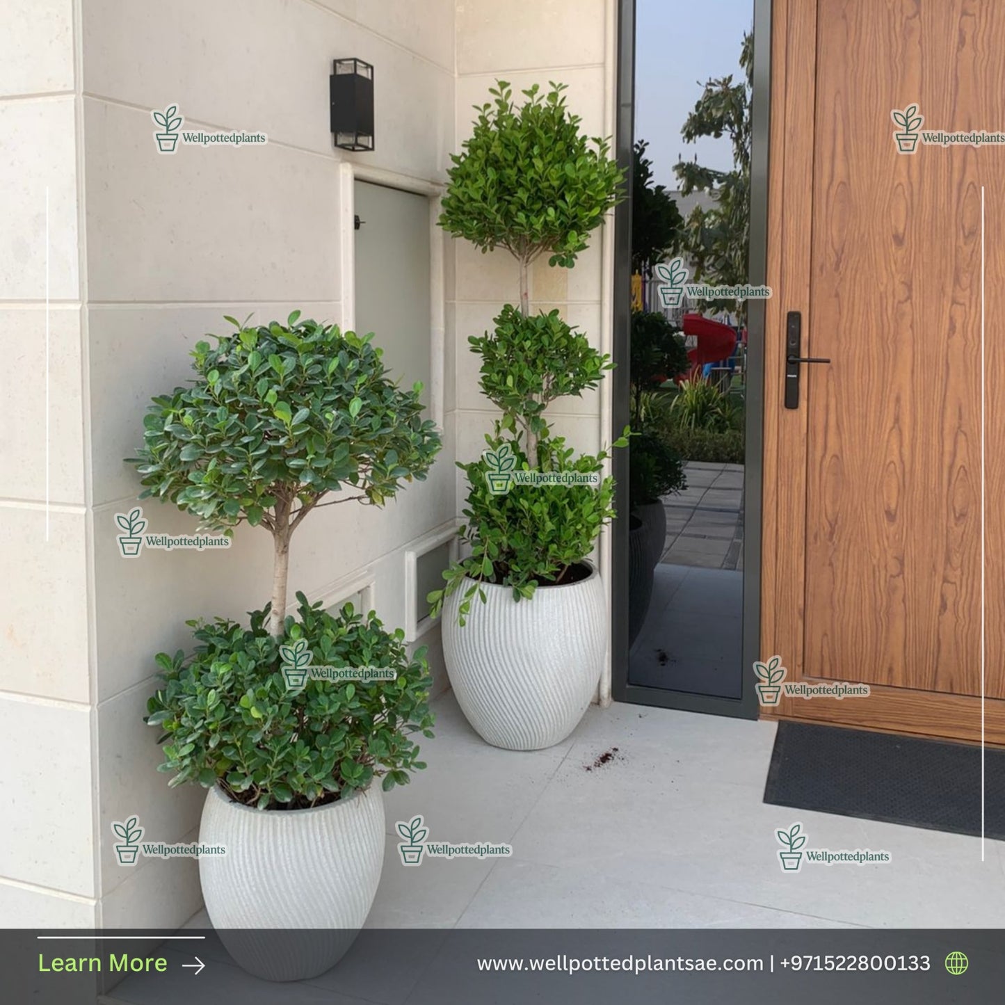 Outdoor Plant Bundle Premium in Fiber Pot