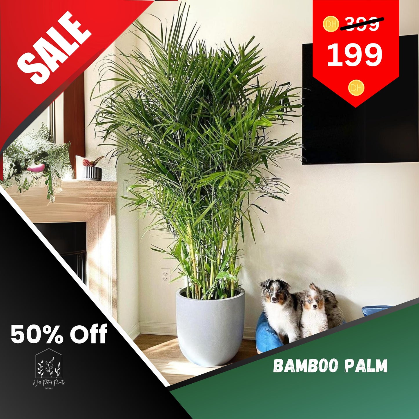 AA Bamboo Palm in Grey