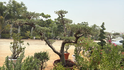Olive Tree Bonsai Multiple Head