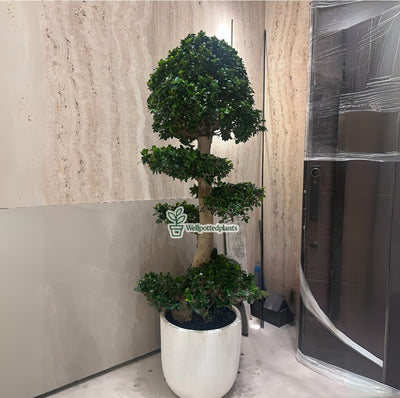 Bonsai XXL 2.2m to 2.5m in Fiber Pot