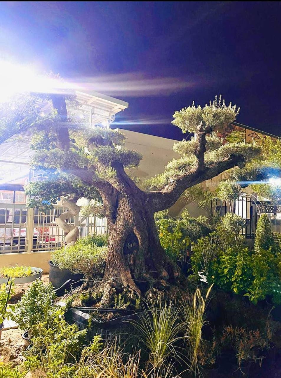 Olive Tree Multiple Head Extra Large