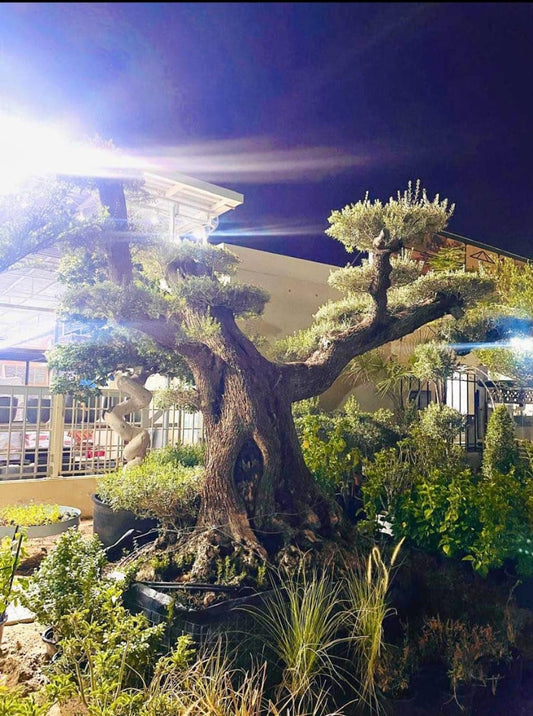 Olive Tree Multiple Head Extra Large