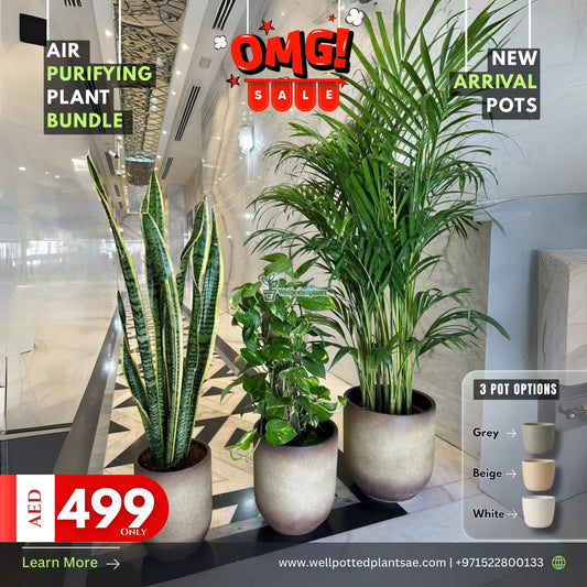 Air Purifying Plant Pet Friendly Bundle in Beige NEW