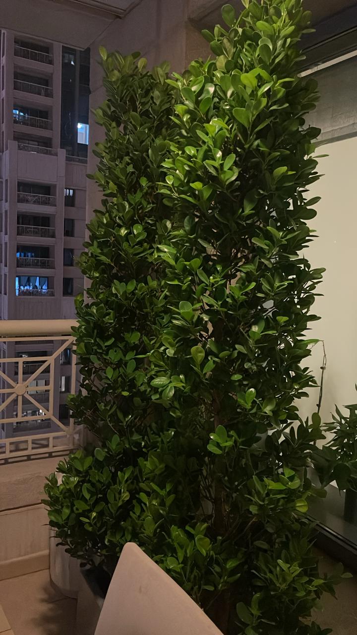 Privacy Plant in Fiber Pot