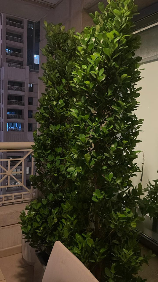 Privacy Plant in Fiber Pot