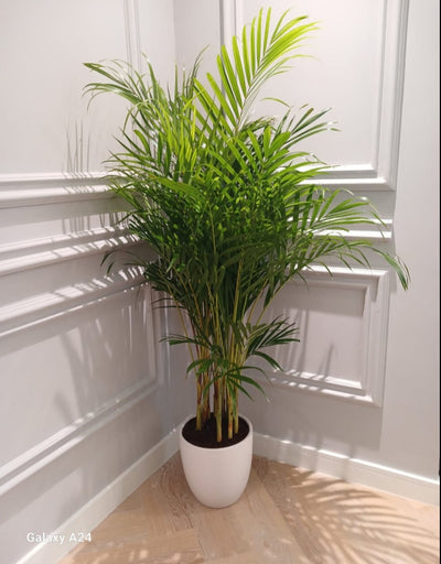 Air Purifying Bedroom Bundle (3plants) PROMO