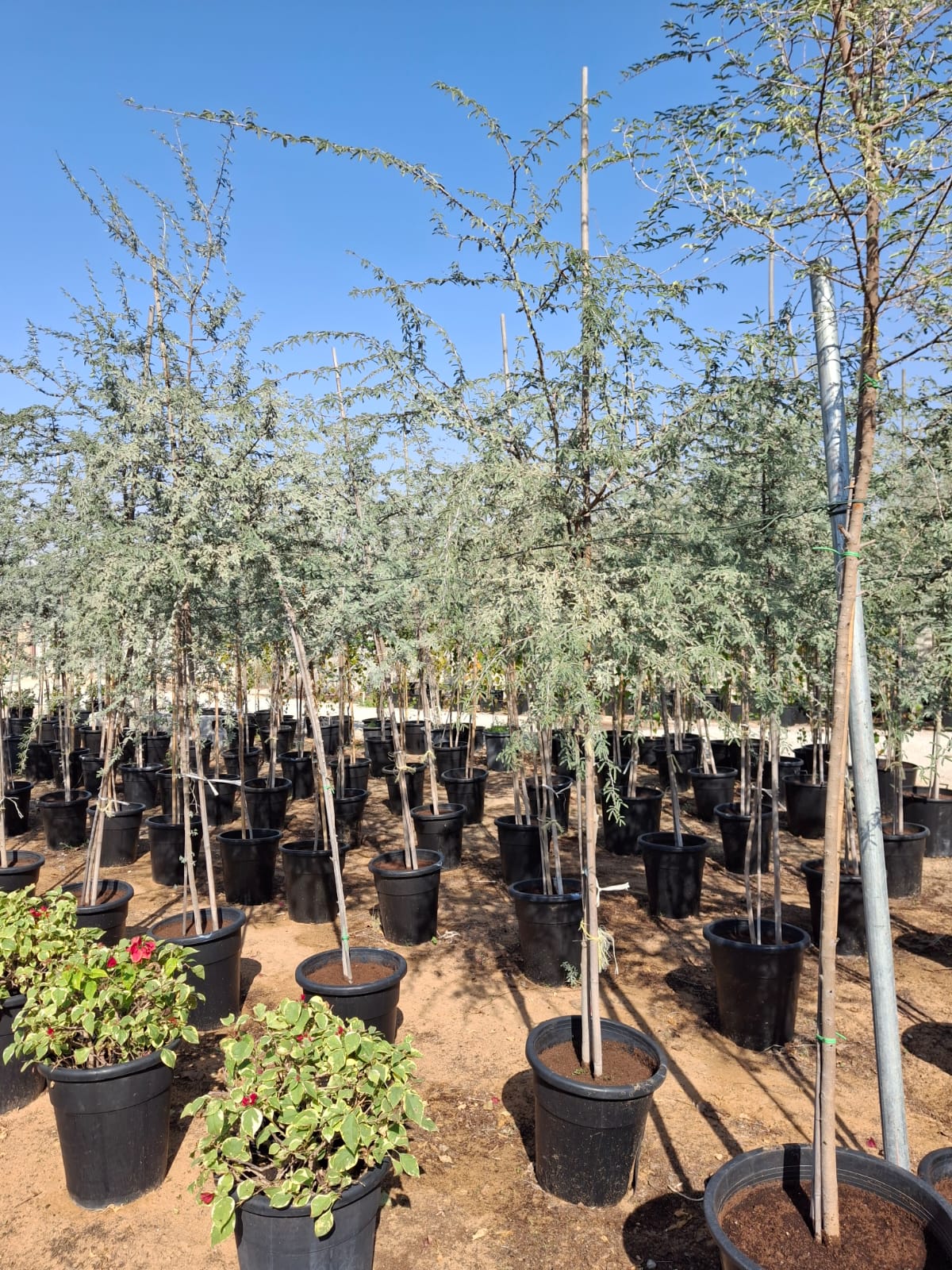 Ghaf Tree Big one in UAE