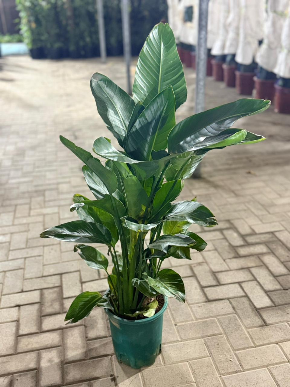 Mega Sale Birds of Paradise