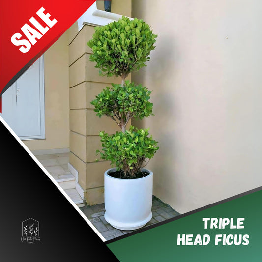 AA Triple Head Ficus in Fiber Premium