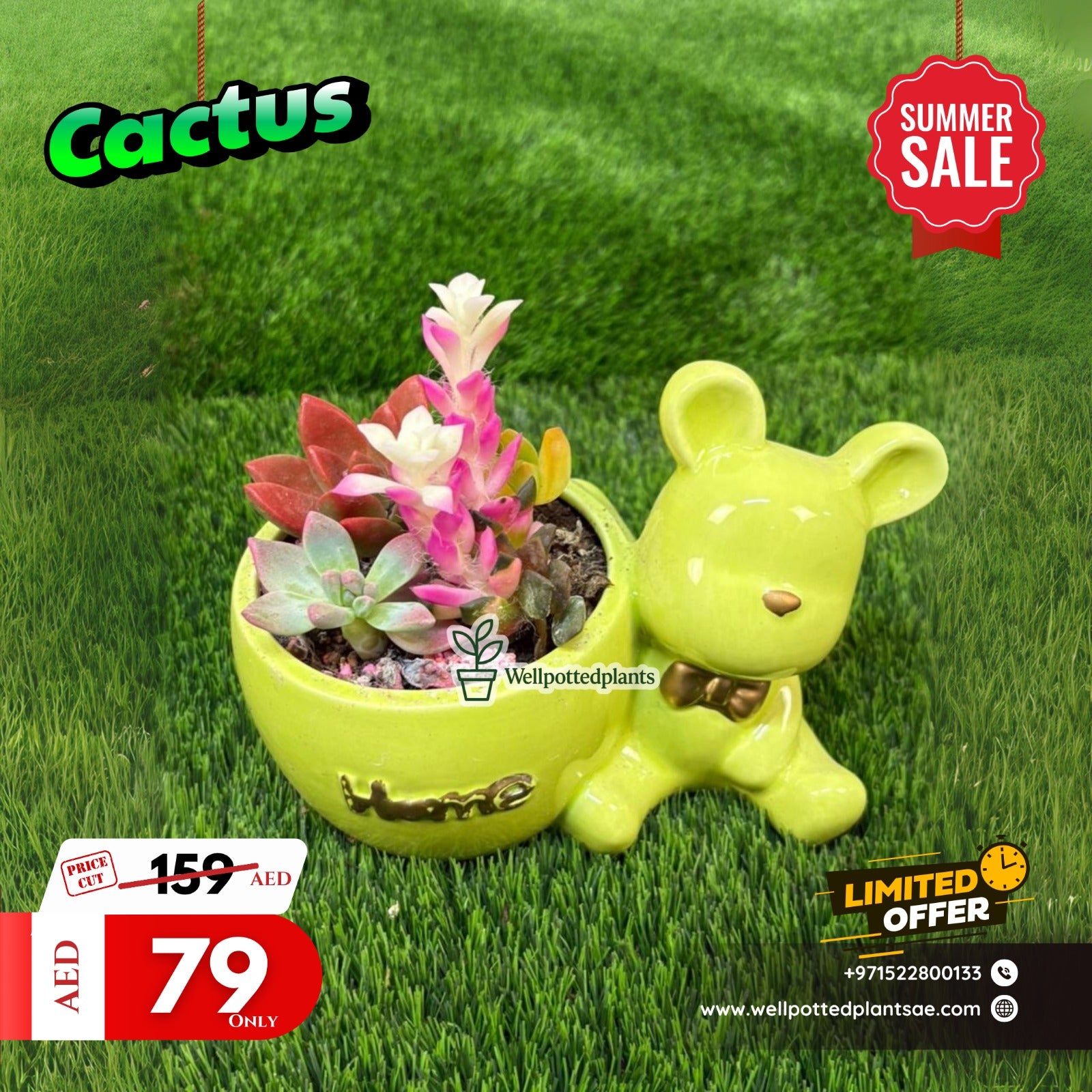 Cactus Table Plant in Decorative Pot