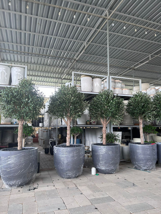 Giant Artificial Olive Trees in Fiber Pot New