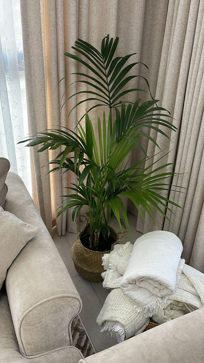 Kentia in Basket