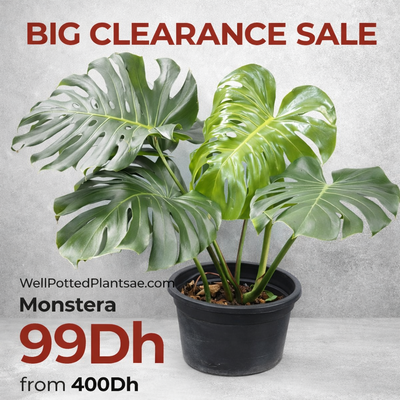 Clearance Sale Indoor Plants UAE