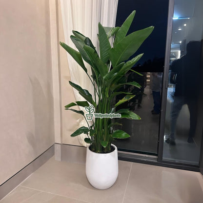 Birds of Paradise Premium in Fiber Pot 1.8m to 2m