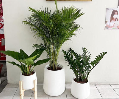 House Plants Premium 3pc set Bundle Best Seller