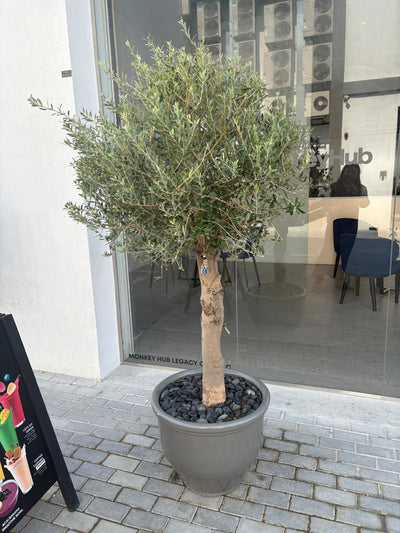 Big Olive Tree in  Premium Pot