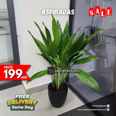 Aspiradas WOW Promo