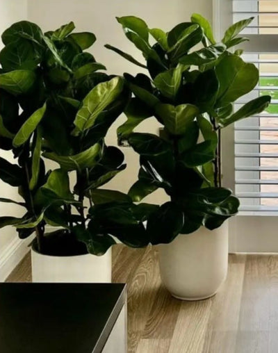 Premium fiddle each in white pot PROMO