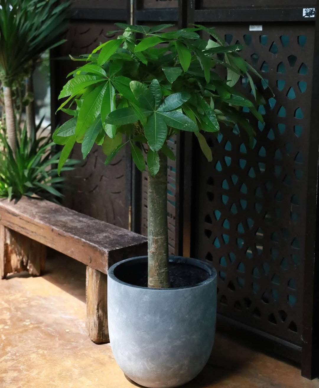 Pachira Single Head in Nursery Pot Buy 1 Take 1 Free