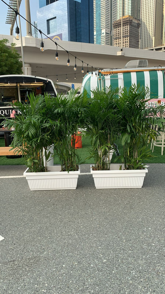 Outdoor 2 Giant Bamboo Palm In Rectangle Pot Each PROMO
