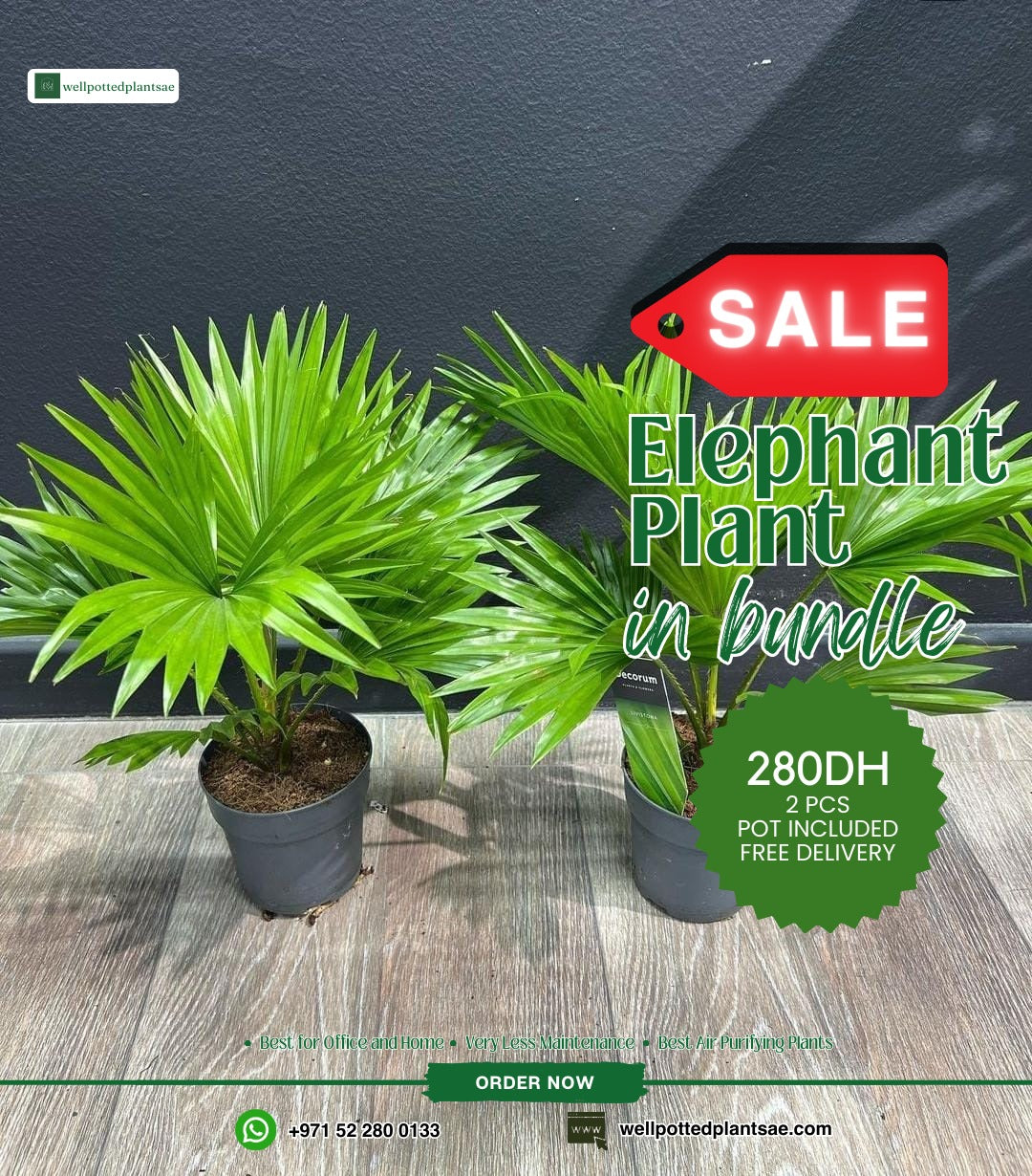 Elephant Palm Bundle 2pc PROMO