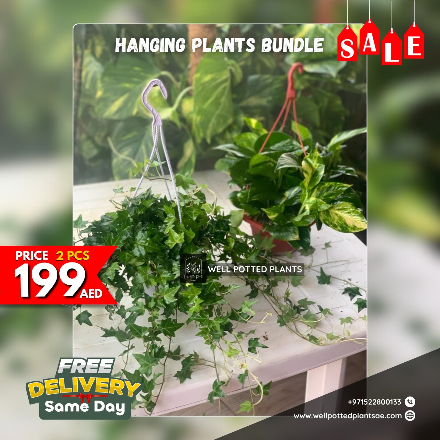 Hanging Plants PROMO