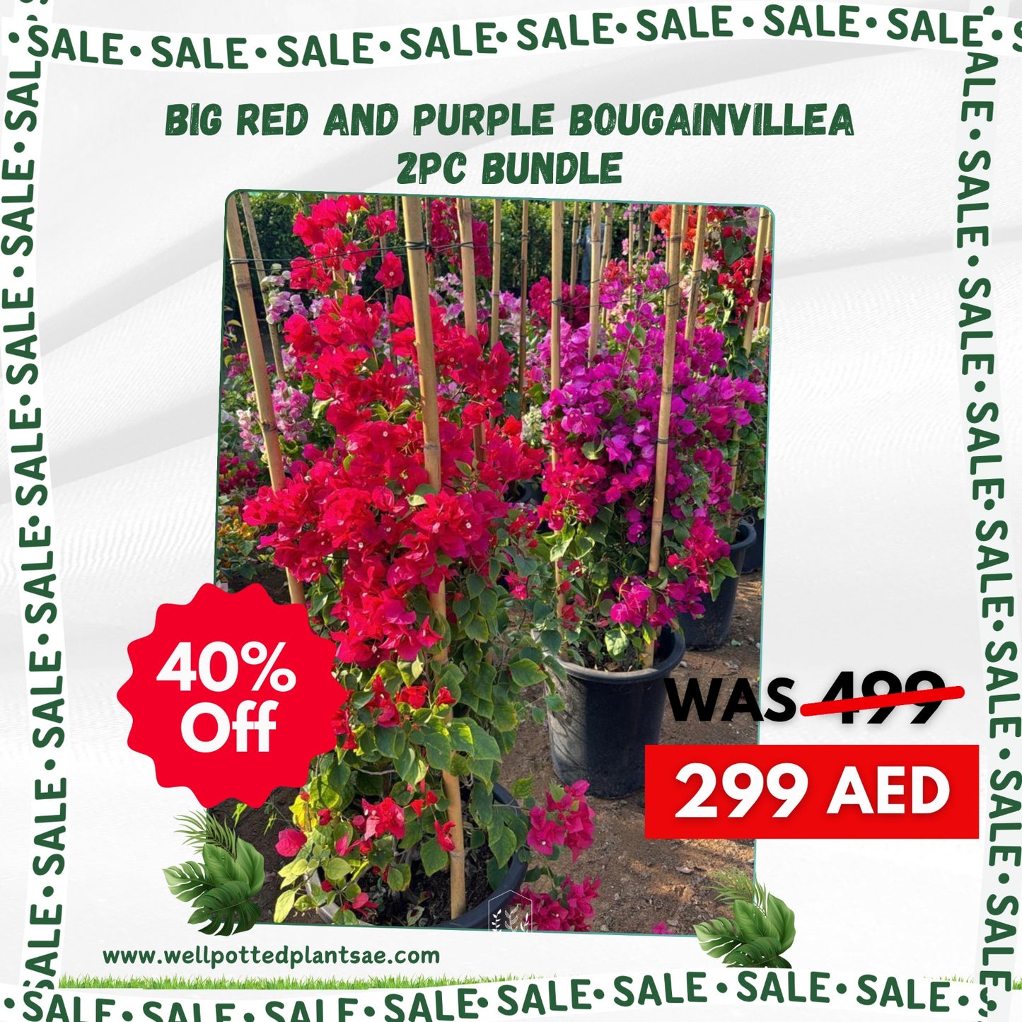 Big Purple + Red Bougainvillea Bundle 1.8m