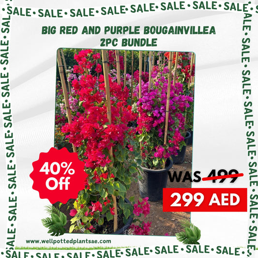 299DH Big Purple + Red Bougainvillea Bundle 1.8m