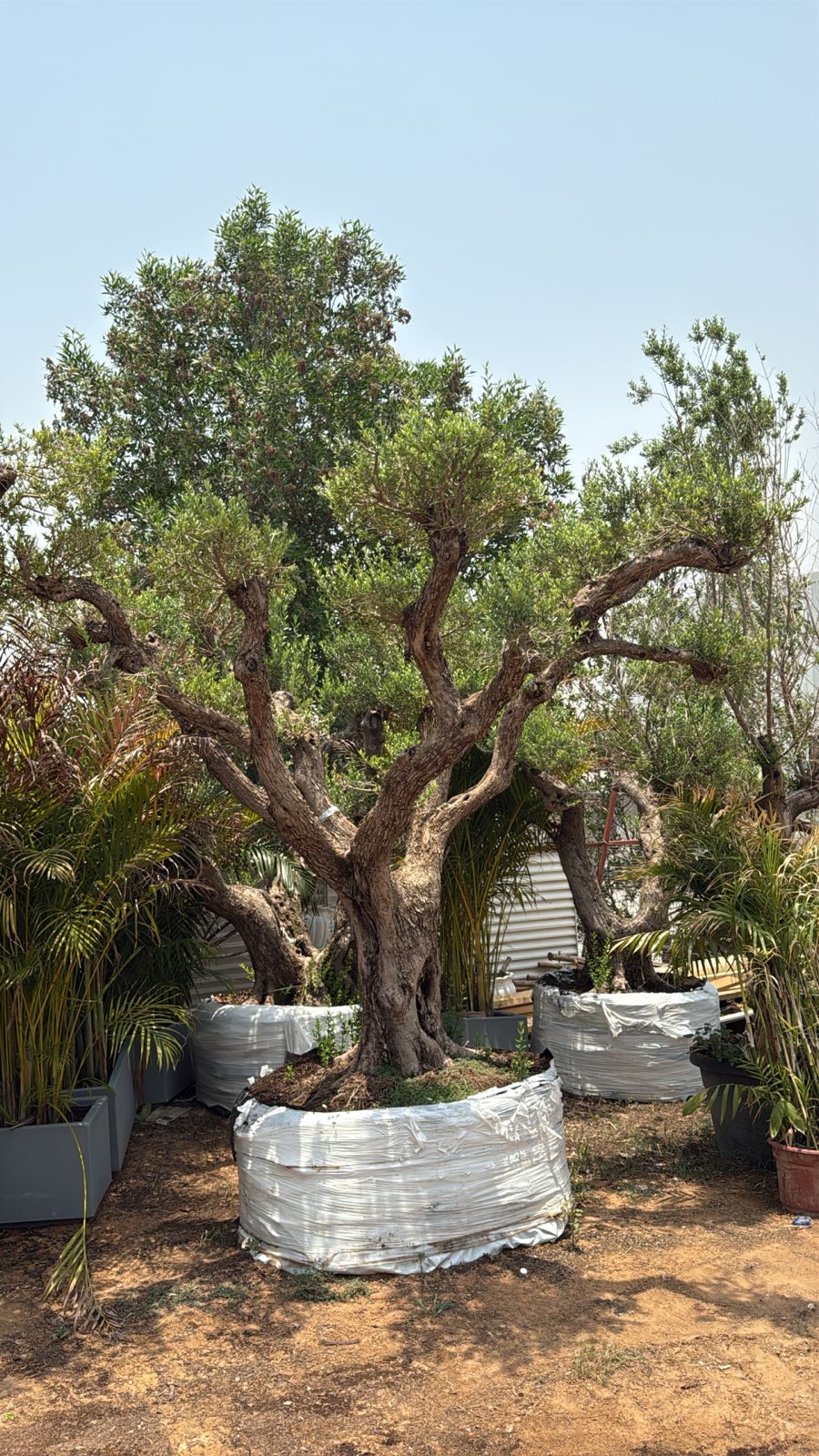 Olive Tree Multiple Head Extra Large